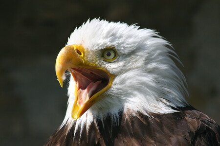 Weißkopfseeadler